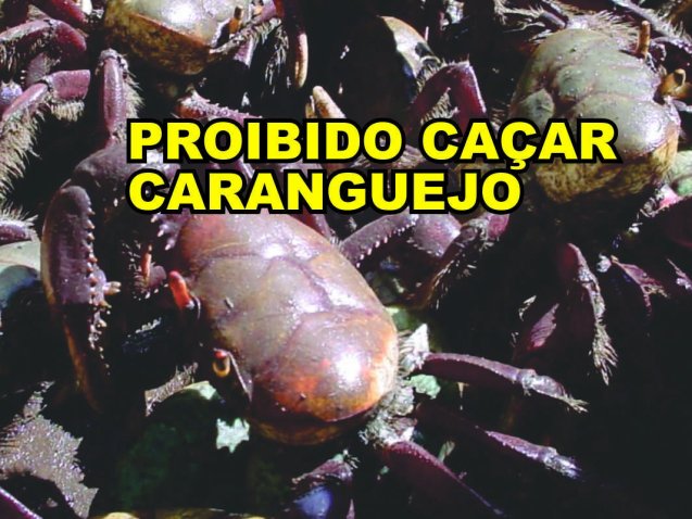 caranguejo-uca